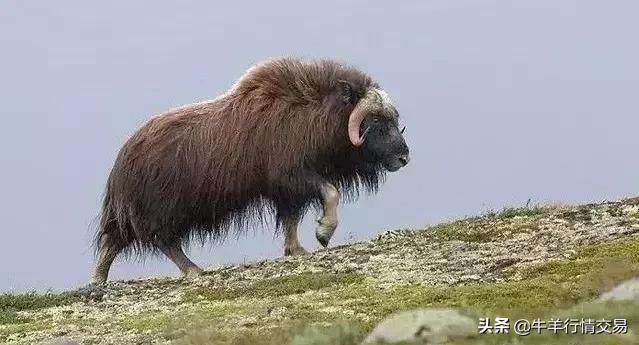 牛常见品种有哪些,牛的品种介绍及图片