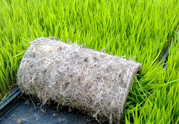 氰霜唑杀菌剂能防治水稻立枯病吗,水稻秧苗青枯病立枯病的补救措施