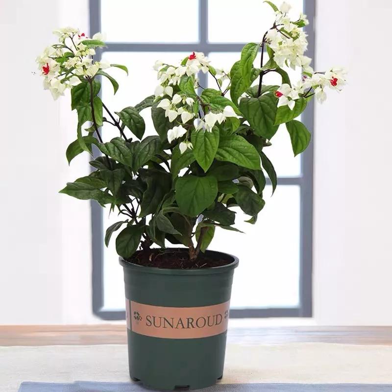 十二生肖对应的幸运花是什么花,十二生肖各该种什么花