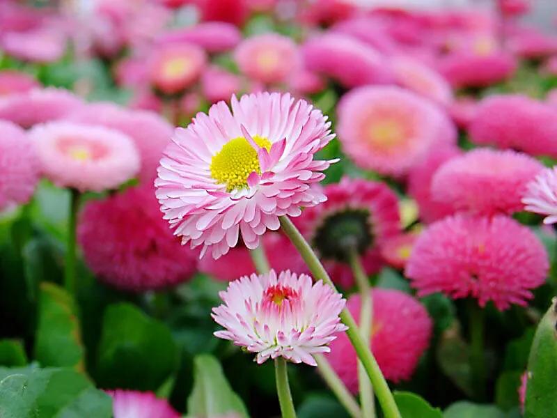 春天开的菊花类花卉大全,春季开花的波斯菊花