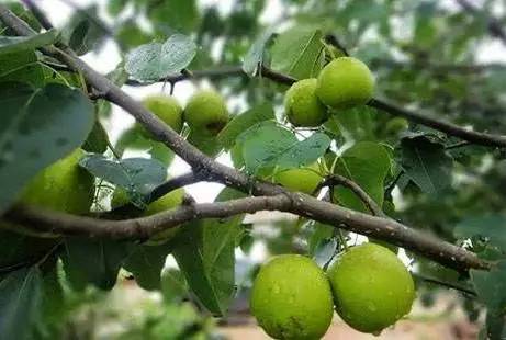 梨树周年栽培管理历，从清园萌芽到挂果采收，病虫管理和施肥方案