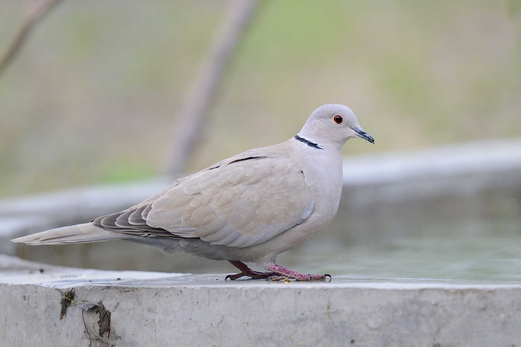 鸽子水便多怎么办,鸽子拉泡沫黄色水样便