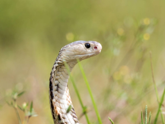 多次梦到蛇,总是梦到蛇现实也见蛇