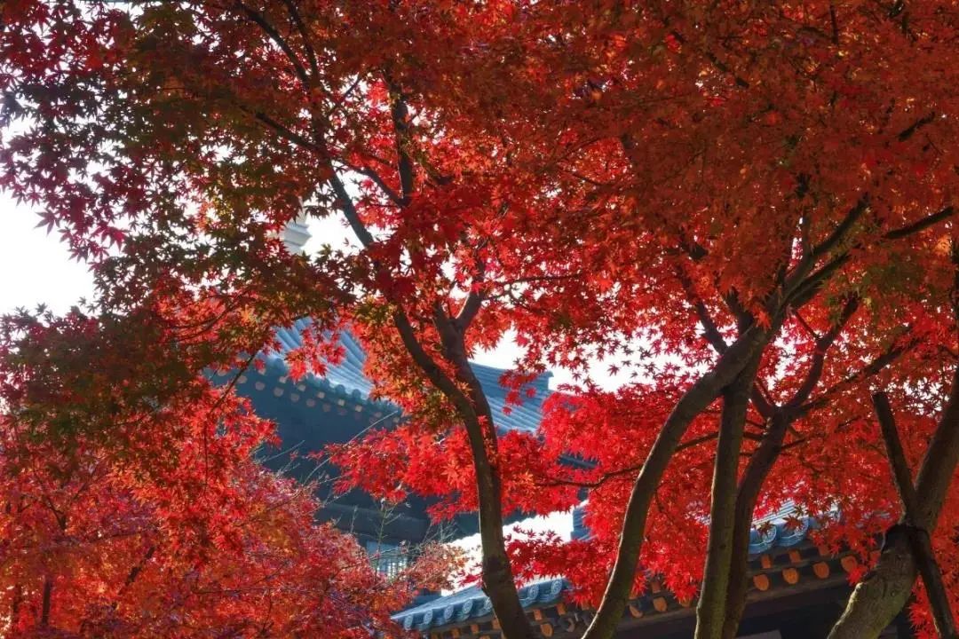 立秋，立秋！这43件事，上海人必须要去做