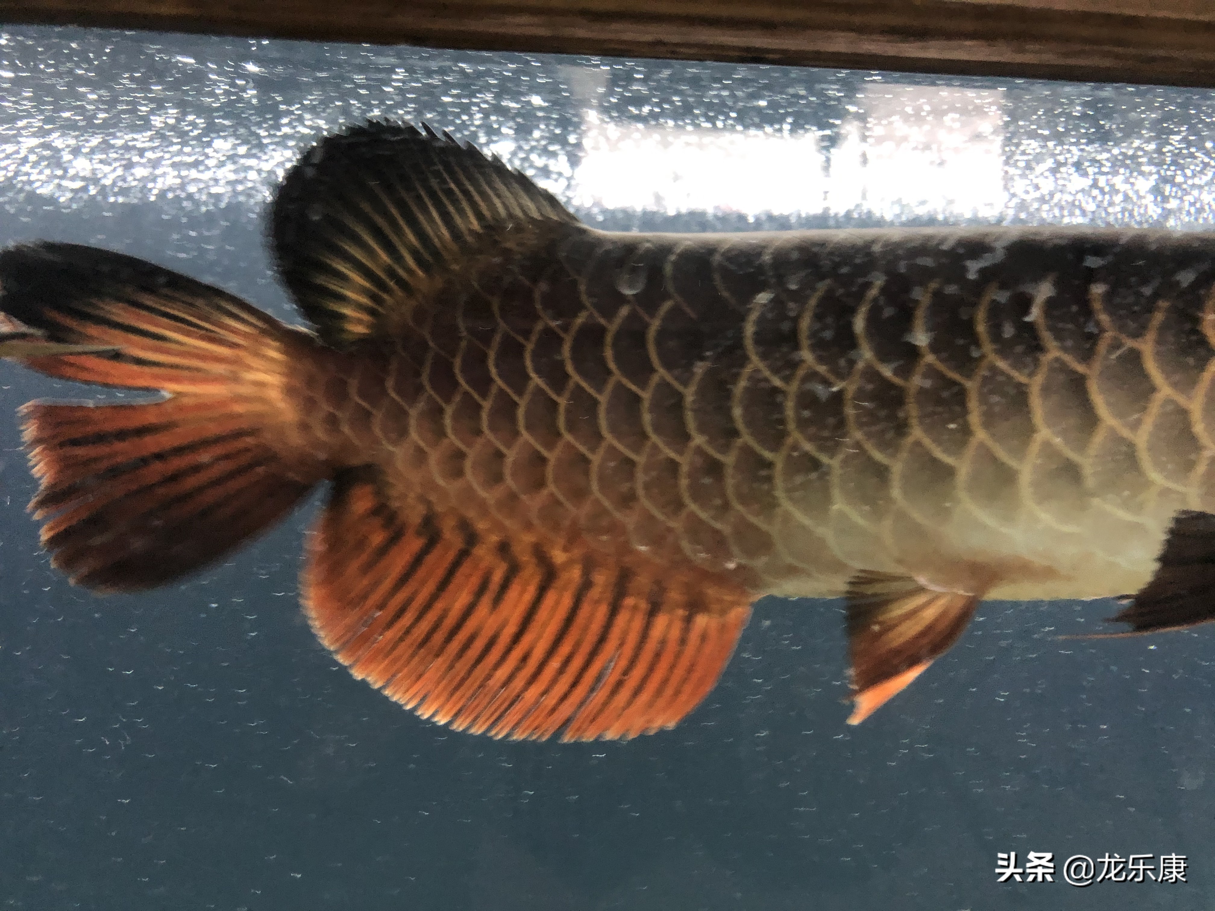 龙鱼沉尾怎么回事,龙鱼一开灯就喜欢咬尾