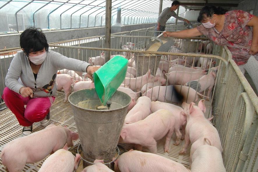 生猪养猪政策有哪些,生猪养殖最新政策