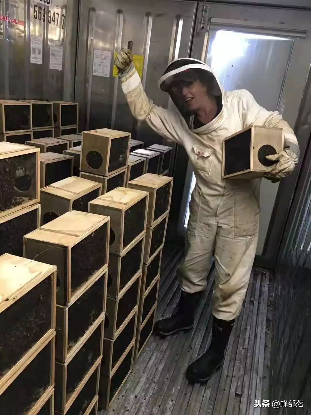 国内养蜂与国外养蜂的区别,中国蜂业与西方养蜂的区别