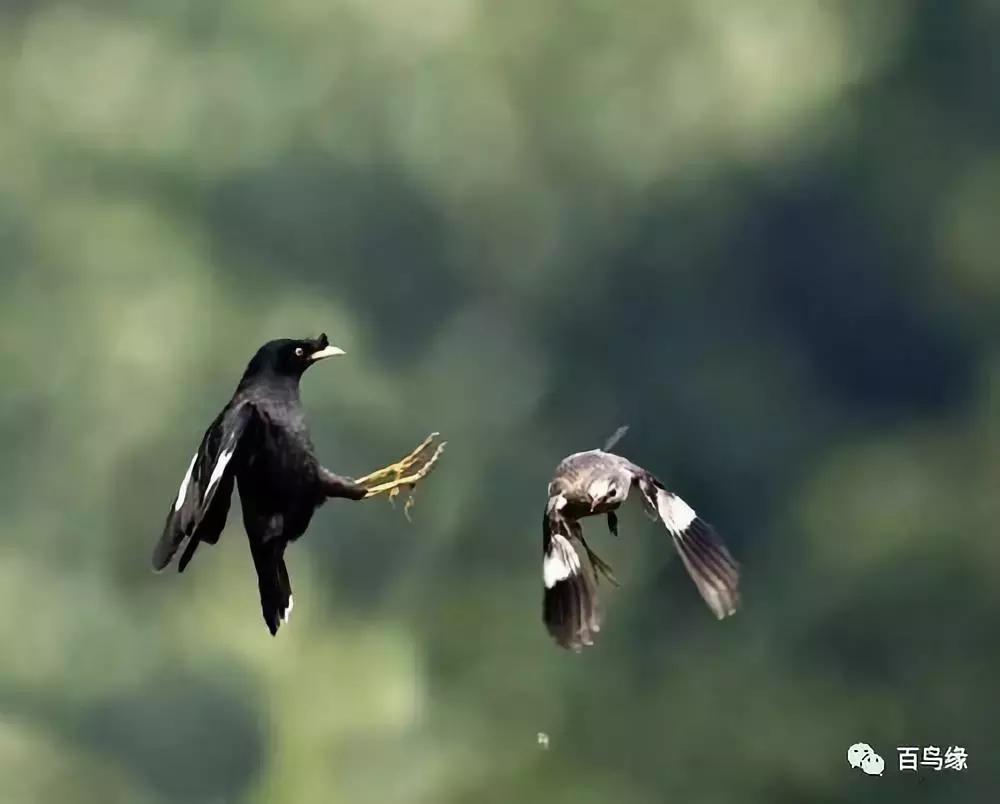 鹩哥和八哥寿命,八哥和鹩哥繁殖
