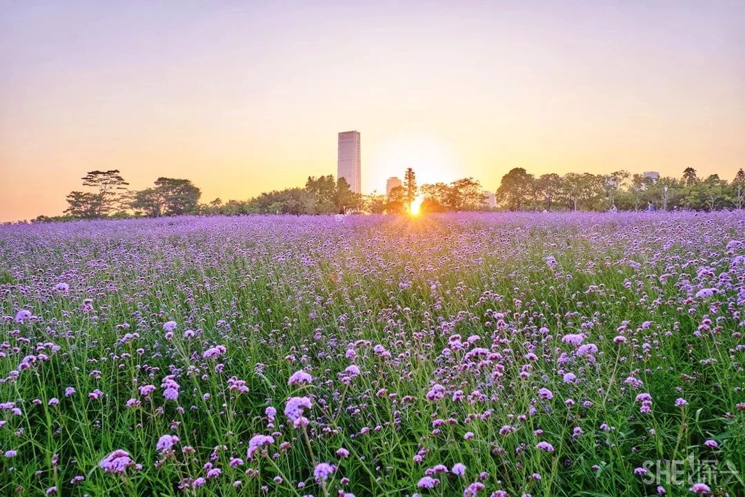 2021深圳免费适合遛娃玩地方排名,深圳免费游玩景点推荐