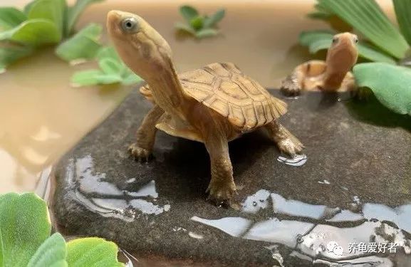 冷水龟皮实好养的推荐,便宜皮实好看的国龟
