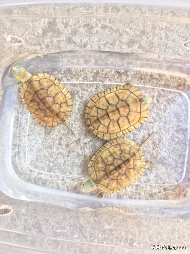 乌龟肺炎早期有什么症状,冬季乌龟肺炎的表现症状有哪些