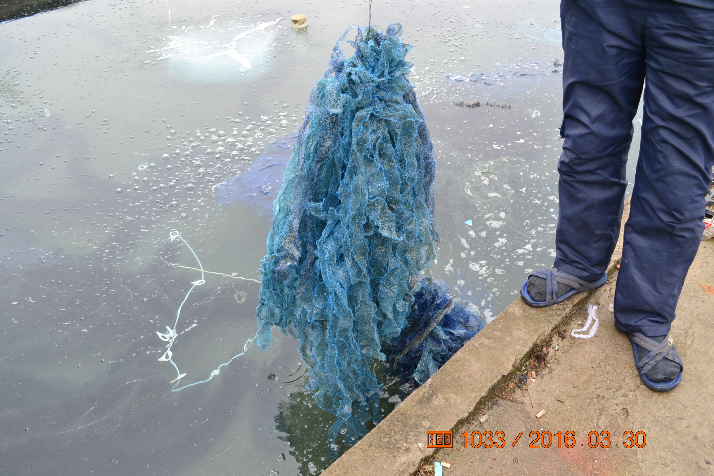 湖南最好的锦鲤养殖基地,湘潭锦鲤养殖