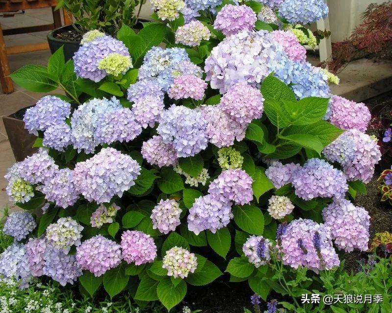 绣球季家里不缺花，全场8折迎初夏