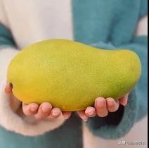 大芒果青芒越南,越南金煌青芒好吃吗