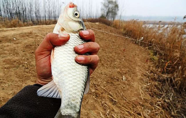 懒钓串钩钓草鱼绝招,串钩是什么钓法