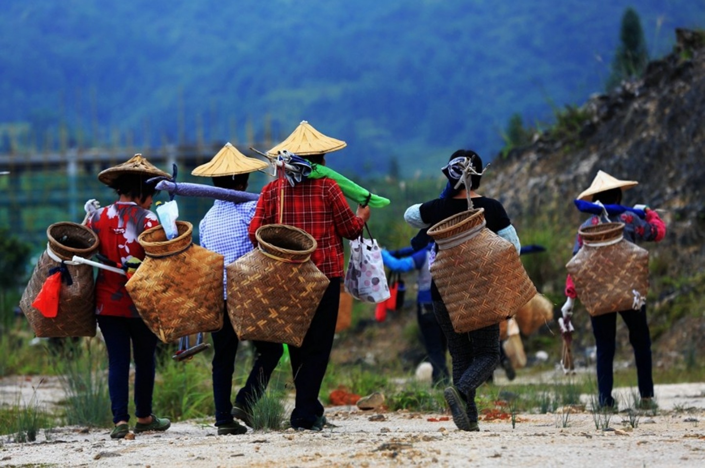 无与伦比的兰花香,低迷的铁观音,茶叶王国里铁观音的兴衰成败