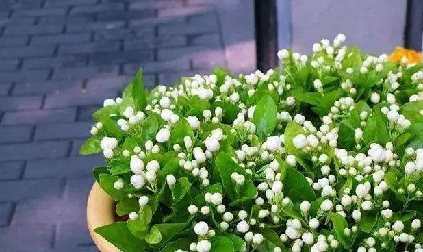 茉莉花春季修剪细弱枝还是粗壮枝,茉莉花上什么肥能让枝干粗壮