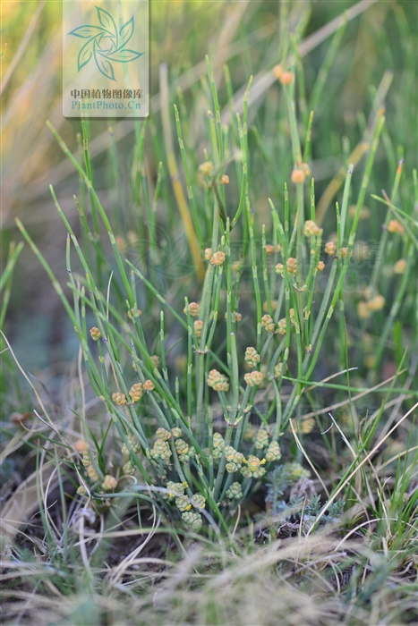 藁本神农本草经,神农本草经葛根原文