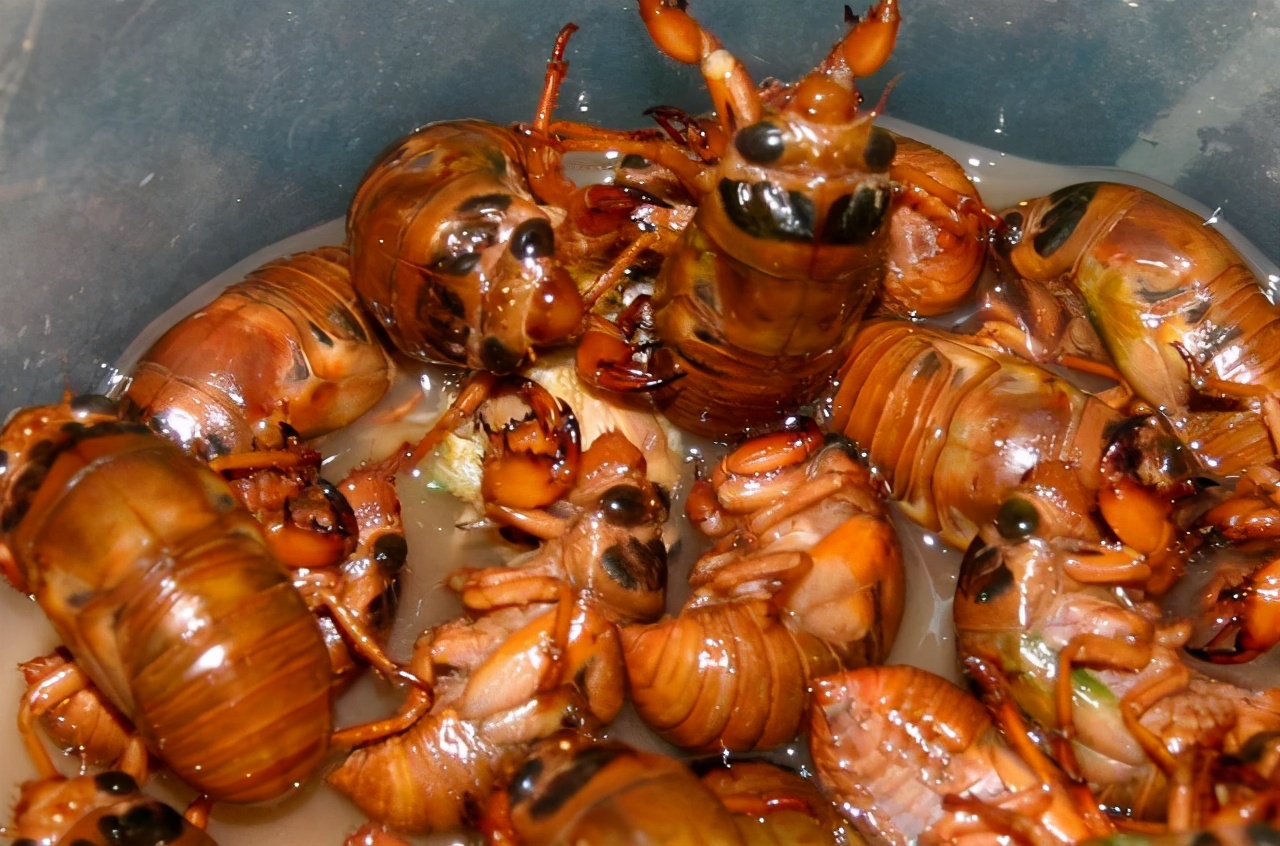 吃知了猴有啥禁忌,烤知了猴的危害