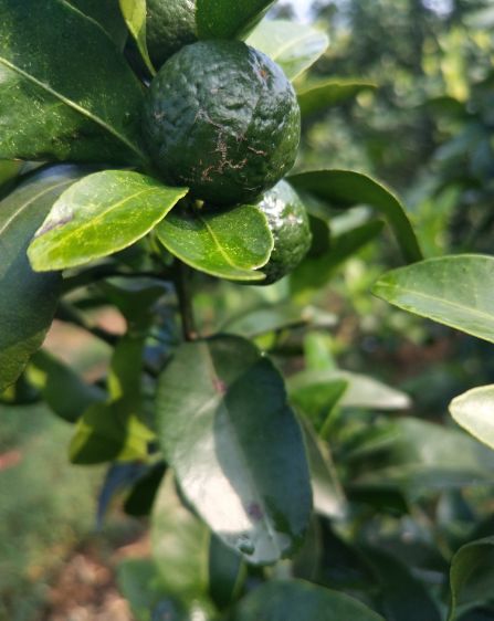 最常见的三种杀菌剂简介,各类杀菌剂的正确使用方法