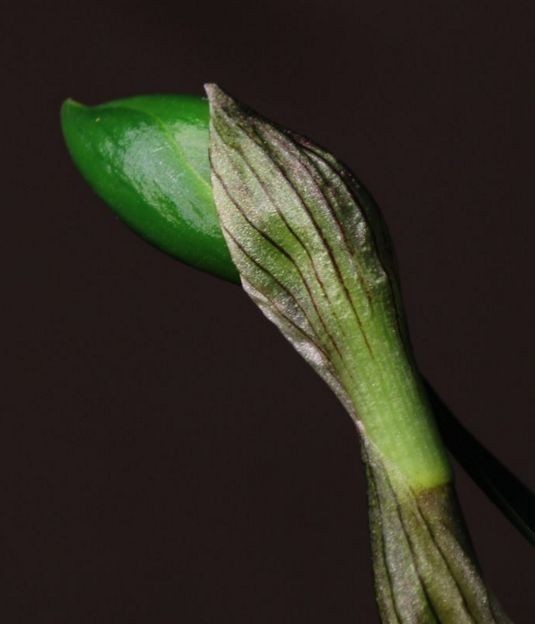 每日一品～中国兰花～春兰茗品～美芬荷