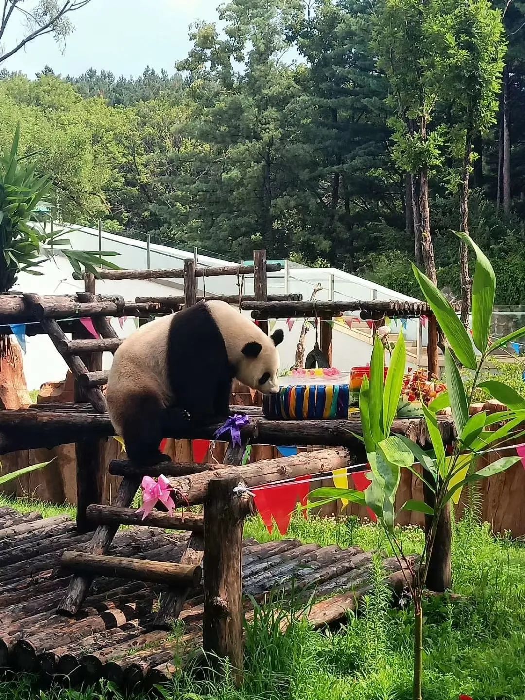 今起东北虎园大门票半价!近百种珍稀动物,带你走进现实版动物世界!