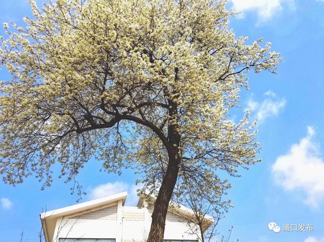 浦口花,南京看花的地方浦口