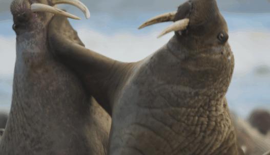 海象跌落山崖图片,海象坠崖北极熊吃海象