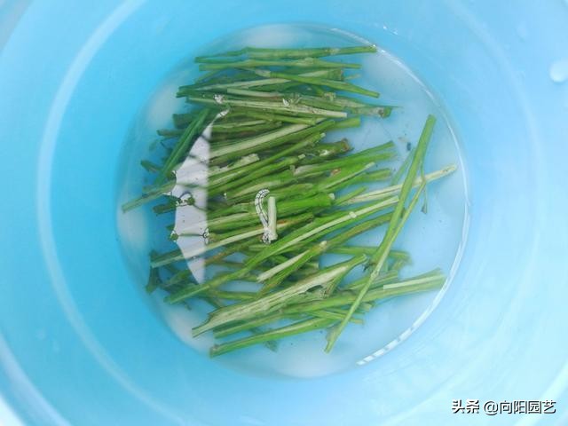 植物快速生根剂如何用,不用生根剂要让植物怎么生根