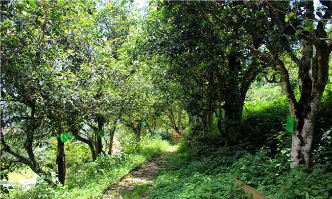 普洱茶产区茶山头分布图,普洱茶四大茶区口味