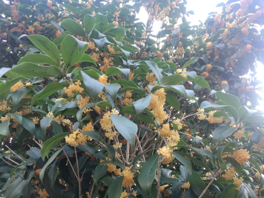 中医如何治疗类风湿关节炎,中医如何治疗类风湿滑膜炎