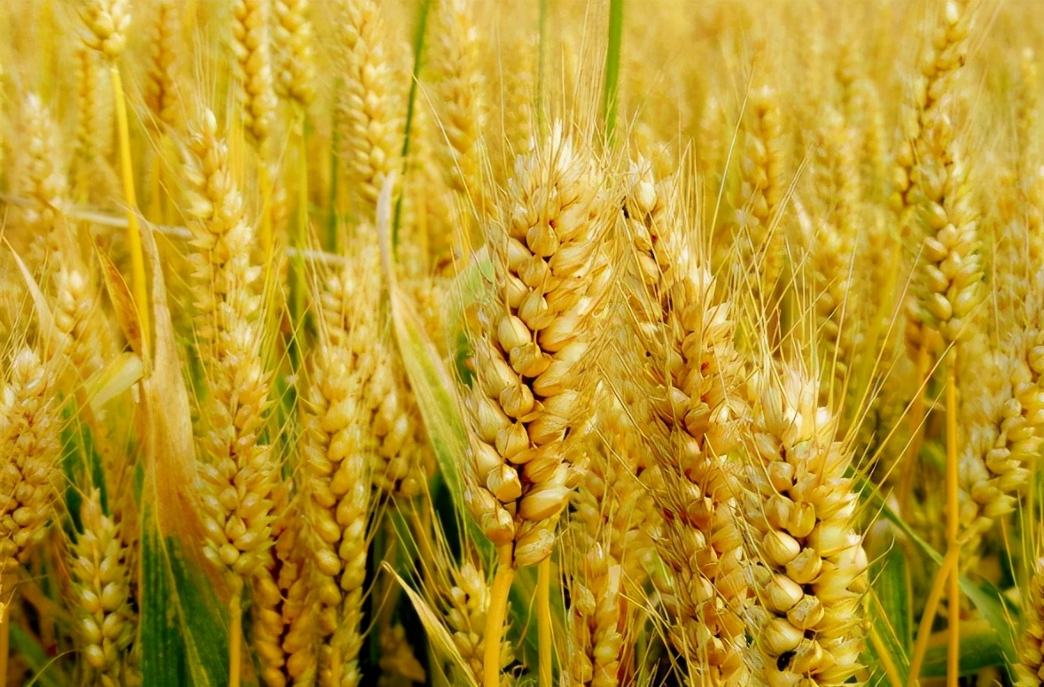 羡慕嫉妒恨？中法签订100万吨订单后，澳洲又出手捣乱