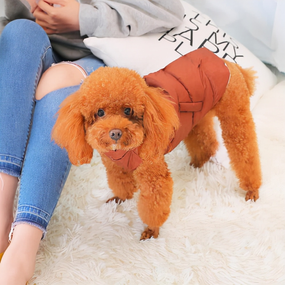 泰迪价格差距大的原因分析,泰迪为什么要从小养