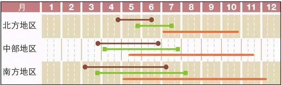 番茄种植过程如何避免死苗,番茄种植技术及解决方法