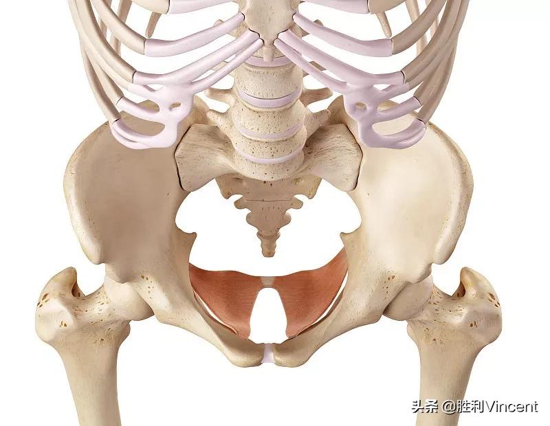 盆底肌腹直肌和骨盆修复哪个重要,了解盆底
