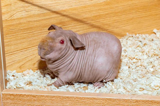 39.9元羊驼,羊驼门票抖音团购