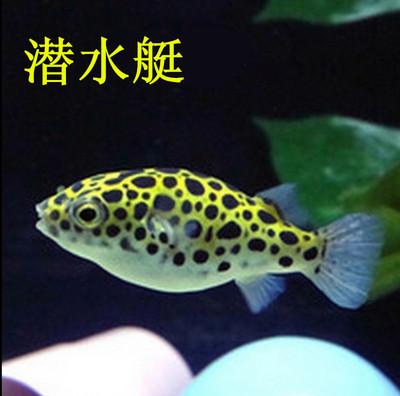 养鱼混养注意事项大全图解,新手养鱼混养推荐