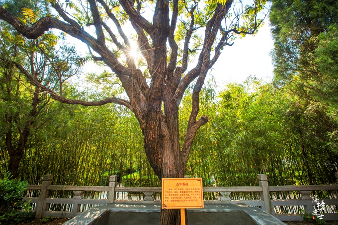 山东龙口南山有哪些好玩的,山东烟台龙口南山旅游区