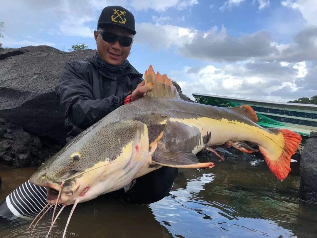 观赏鱼成吉思汗鲨鱼,大型红尾鲶招财猫