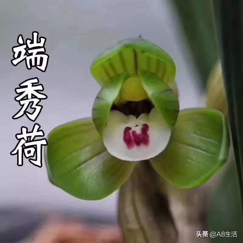 每日一品栏目,每日一品七律