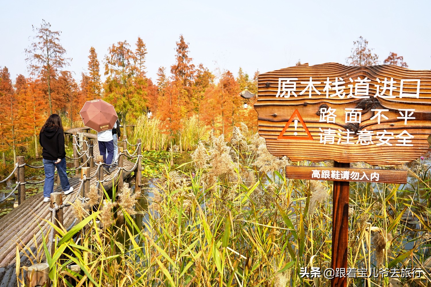 南京燕雀湖水杉林,南京秋天水杉林