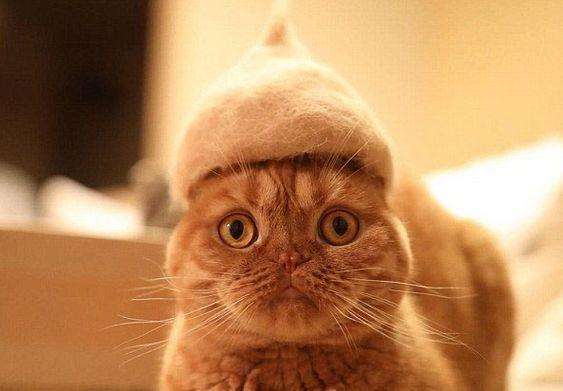 猫毛粘衣服怎么办小妙招教你解决,到处都是的猫毛怎么处理