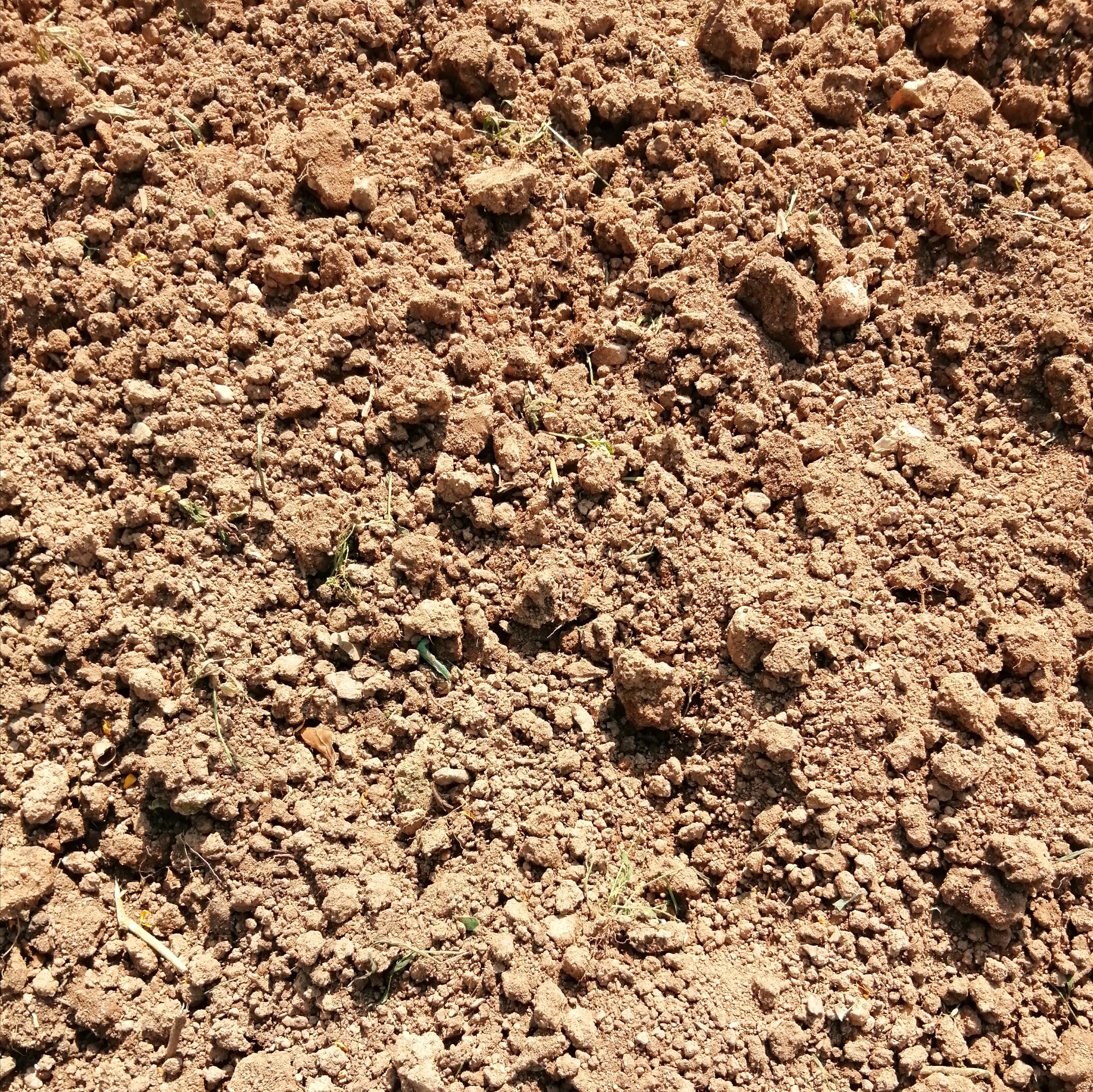 广州海心沙亚运公园广州塔格桑花,游广州海心沙公园