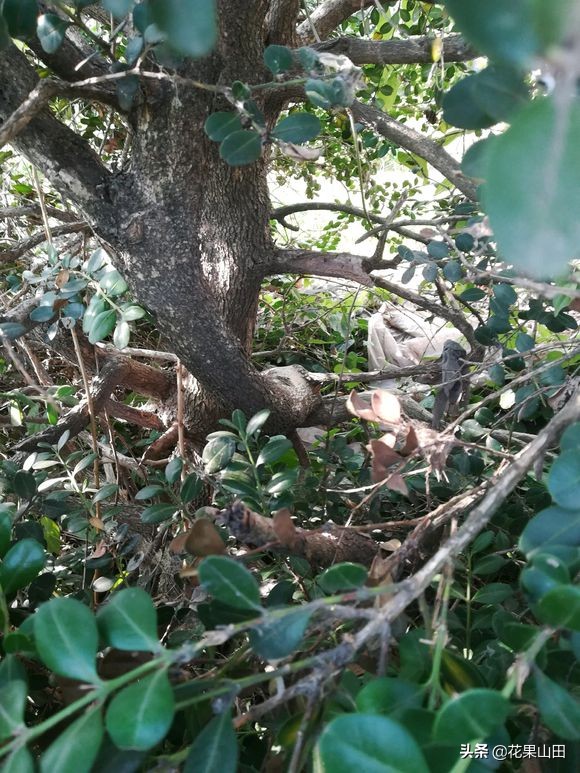 哪个品种黄杨最值钱,曾经的天价黄杨为何没落了