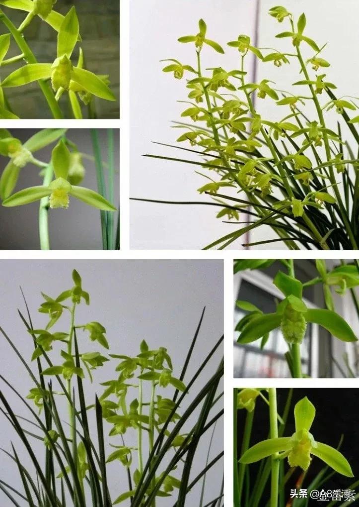 兰花蕙兰十大名品,蕙兰名品大全欣赏