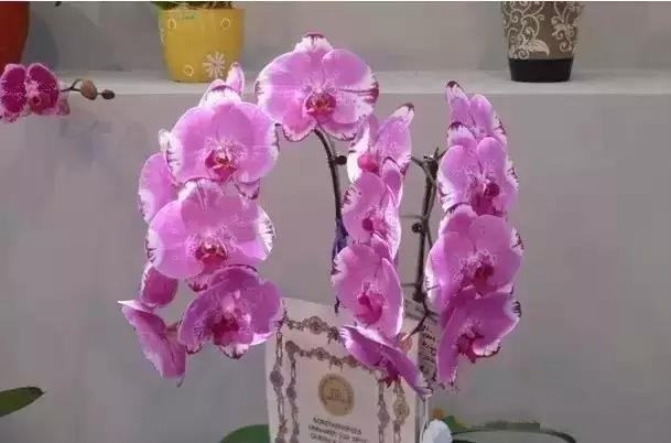 极品中的精品兰花,带你回忆天价兰花蕙兰篇