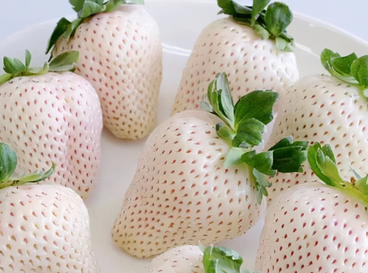 50元一斤草莓被骗,一颗60元白色草莓