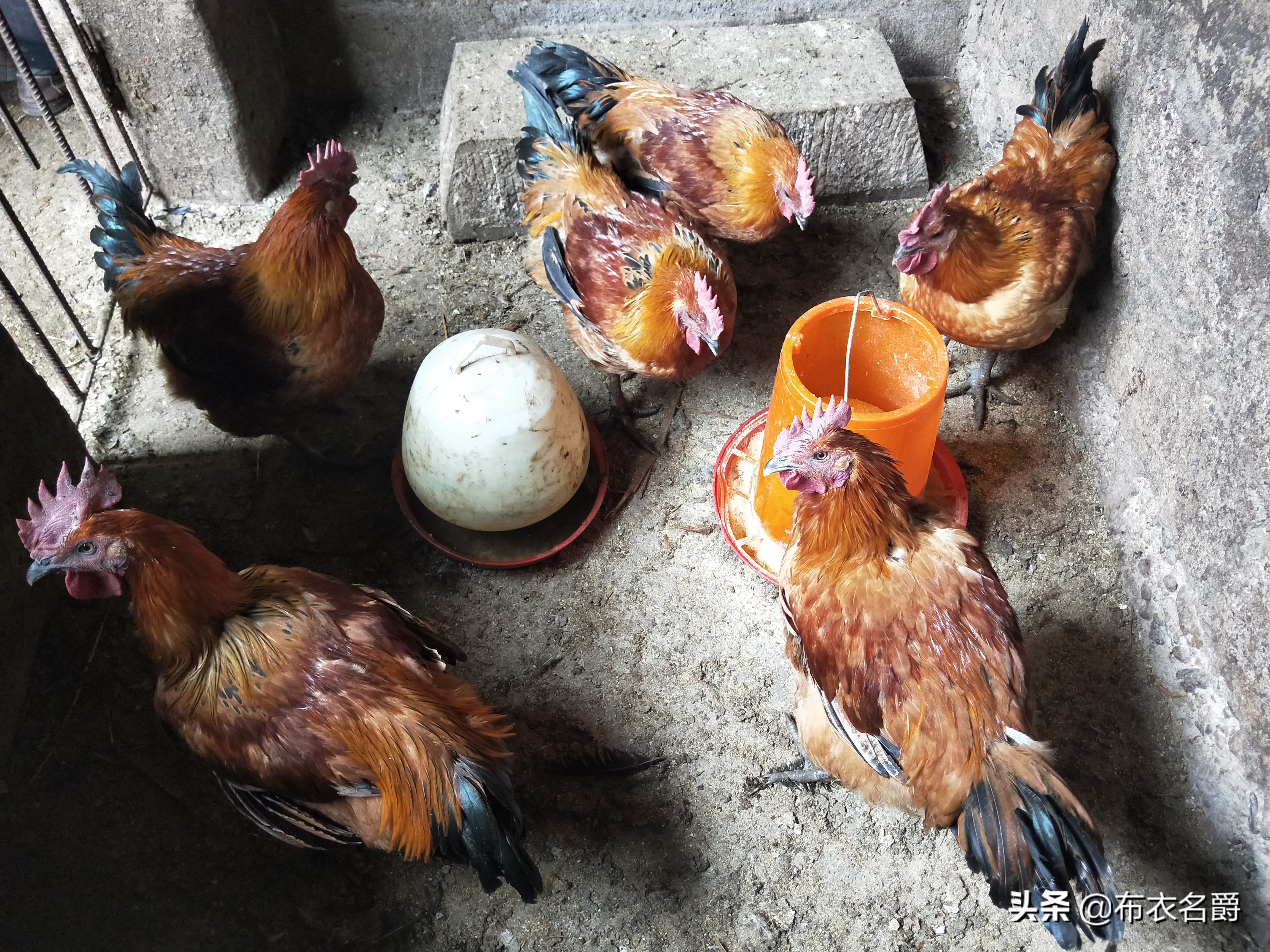 鸡安卡拉病鉴别方法,鸡得了安卡拉病怎么治