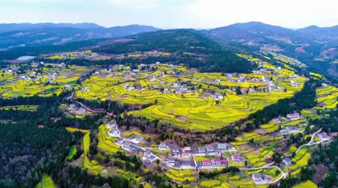 阳春3月桃花与油菜花交相辉映,三月的油菜花和樱花好看吗