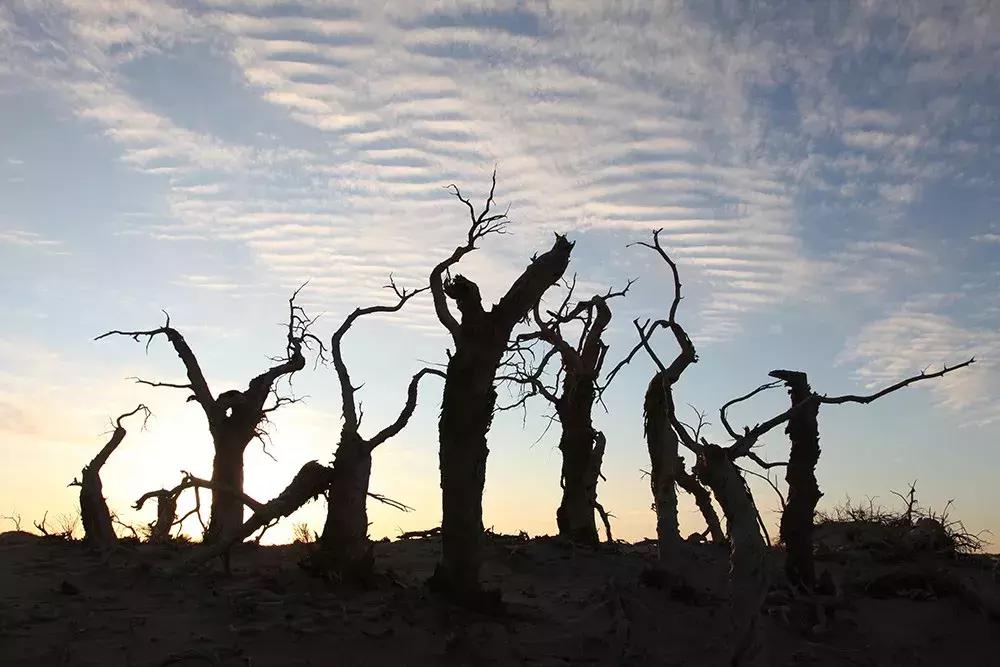 额济纳旅游自由行攻略,额济纳旗旅游最佳省钱攻略